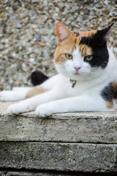 tricolor cat surrounded by grey concrete