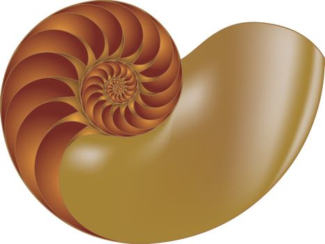 Nautilus shell vector