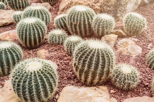 image of closeup green cactus budding