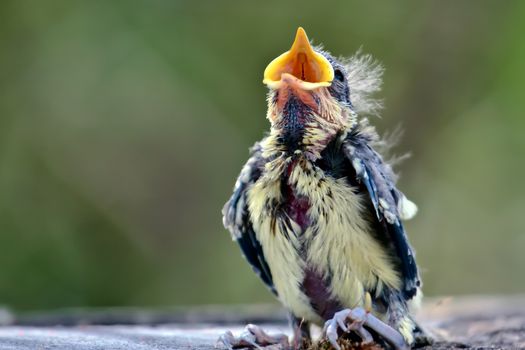 Blue Tit (Cyanistes caeruleus) Fledgling Just Evicted from the N