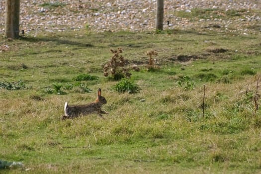 Hare on Pastureland at Rye in Sussex