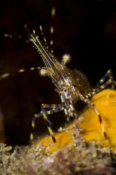 Coonstriped shrimp (Pandalus hypsinotus) 