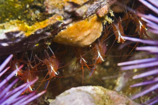Red rock shrimp (Lysmata californica)
