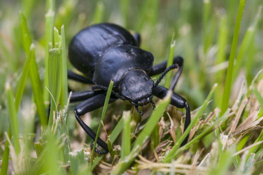 Pinacate beetle (aka Stink Beetle)