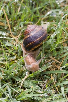 Snail moving on wet grass after rain