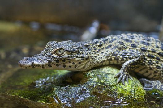 Captive baby nile crocodile (Crocodylus niloticus)