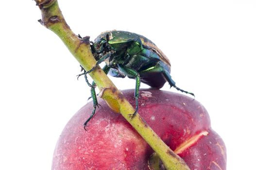 Mettalic green fig beetle (Cotinus texana) on apricot