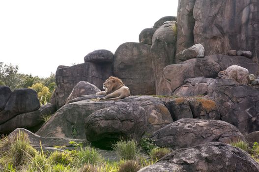 captive lion (Panthera leo) resting on rocks in zoo habitat
