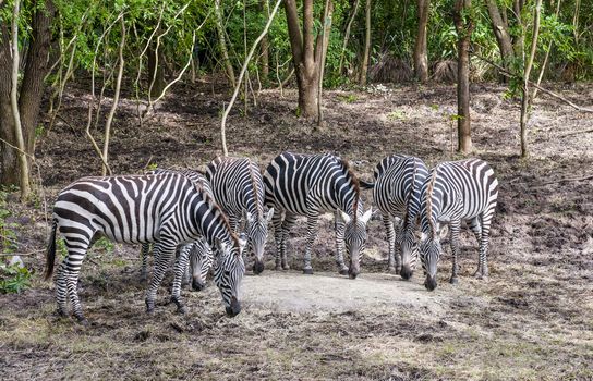 group of captive Grant's zebra (Equus quagga boehmi) feeding in 