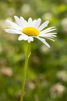 Oxeye Daisy Flower Close Up.