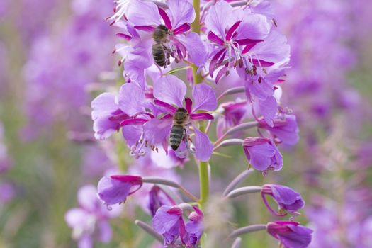 Fireweed Flowers with Bee close up.