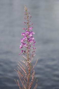 Fireweed Flowers close up