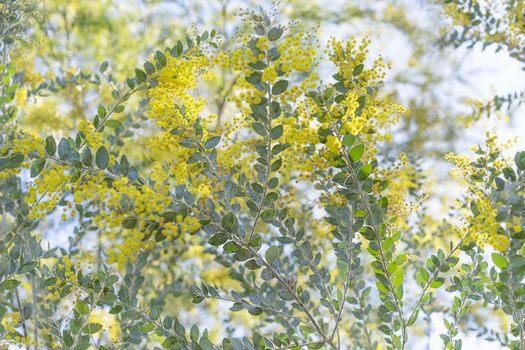 Queensland silver wattle tree flowers