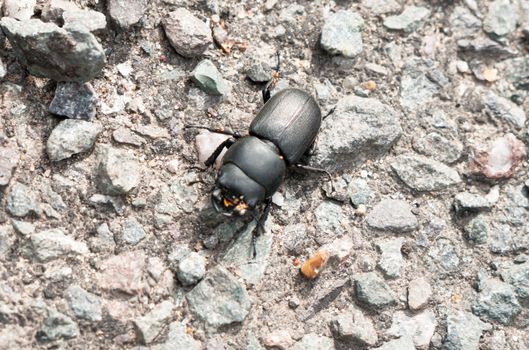 Lesser stag (dorcus parallelipipedus) beetle on ground