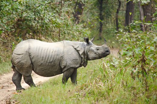 male rhino live in chitwan nationnal park , nepal