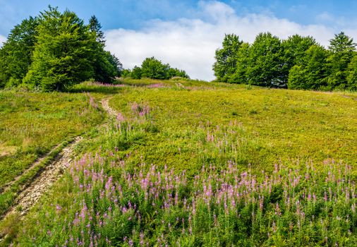 path uphill through the meadow with fireweed