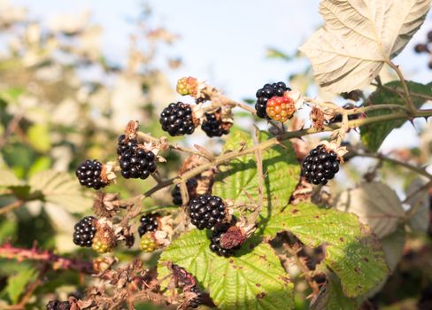 black lush and ripe blackberries outside on brambles