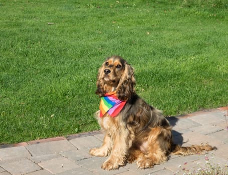 Dog Wearing Pride Rainbow Scarf