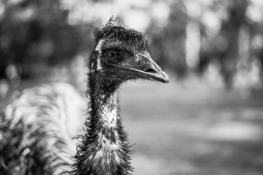 Emu by itself outdoors during the daytime