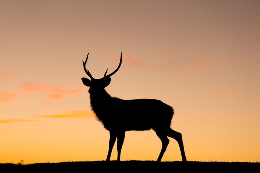 Silhouette of deer