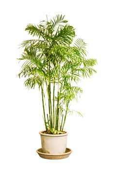 green palm-tree in flowerpot isolated on white background
