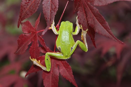 green tree frog climbing on leaves