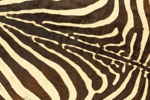 abstract texture of zebra fur