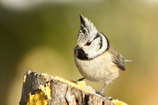 cute garden bird perched on wooden stump