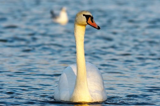 mute swan on blue water