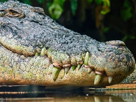 crocodile head portrait