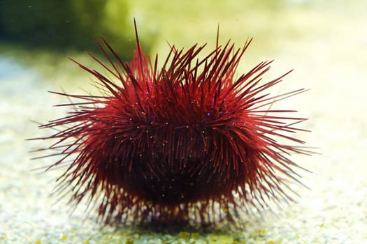 Beautiful red sea urchin in the aquarium