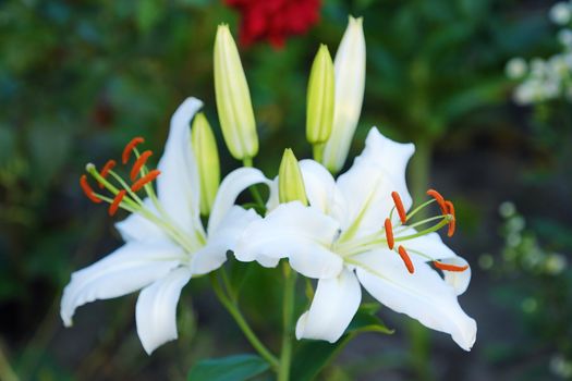 White lilies on flower bed in summer