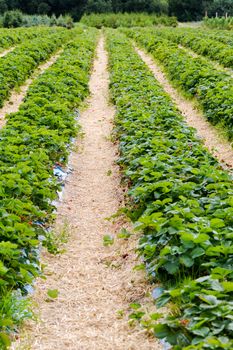 Rows of strawberries shrubs on agricultural organic farm