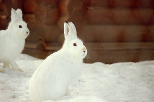 Bunny in the snow. Rabbit in the winter.