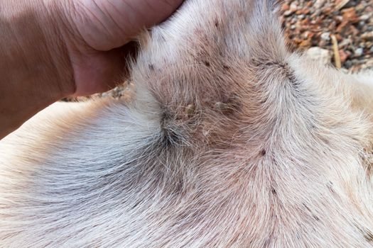 Closeup many ticks or parasitic on the dog, Pet health care