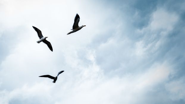 Three seagulls in the sky