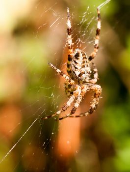 close up garden spider hanging on web Araneus diadematus