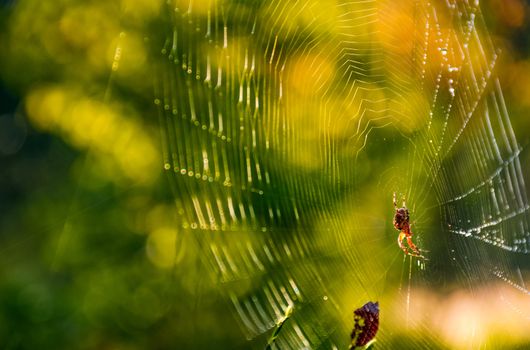 spider in the web on beautiful forest bokeh
