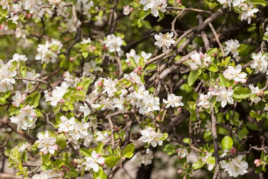 branches with pear blossoms