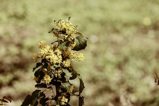  yellow wildflower