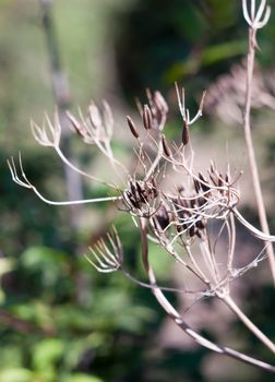 close up of dead seed heads of umbellifer flower plant