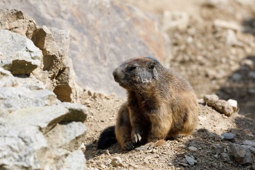 alpine marmot (Marmota marmota latirostris) on the rock