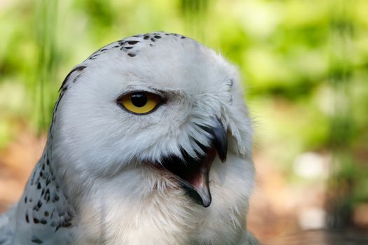 snowy owl (Bubo scandiacus) large white bird
