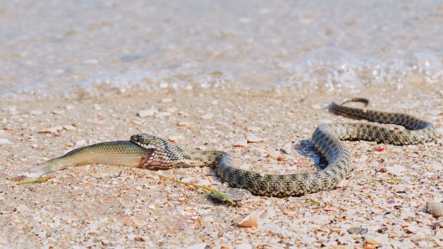 Snake River Natrix reptile