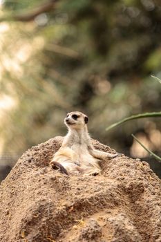 Meerkat, Suricata suricatta