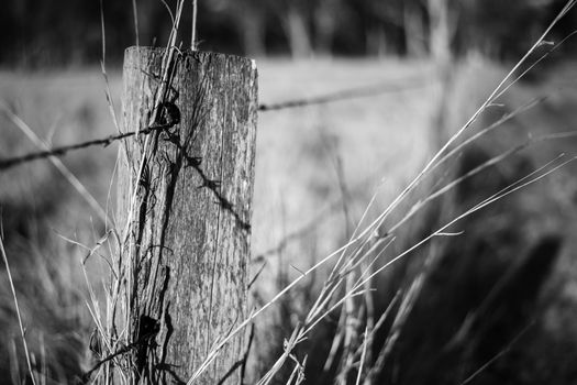 Rusted sharp timber and metal barb wire fence.