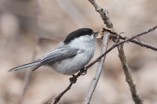Willow Tit (Parus montanus) jumps on branches of trees