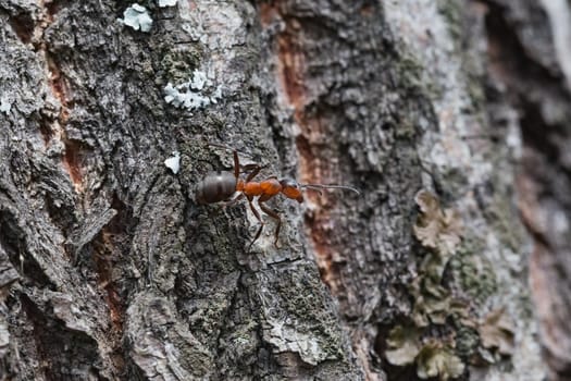 The ant on the bark of a tree