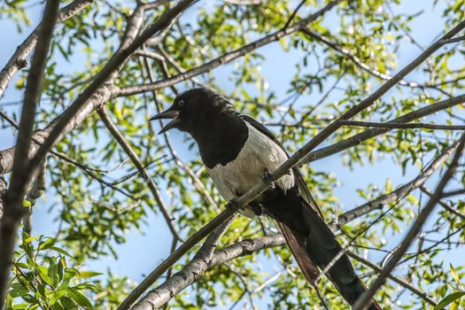 Magpie sitting on a tree branch