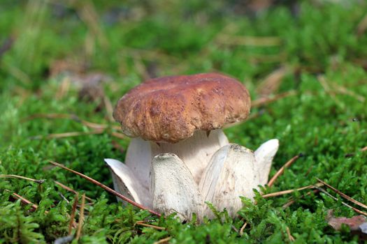royal cep in wood moss